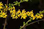 Wrinkleleaf goldenrod